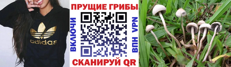 ссылка на мегу вход  купить наркоту  Анжеро-Судженск  Псилоцибиновые грибы Cubensis 